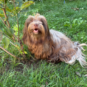 bolonka-miki-slider-